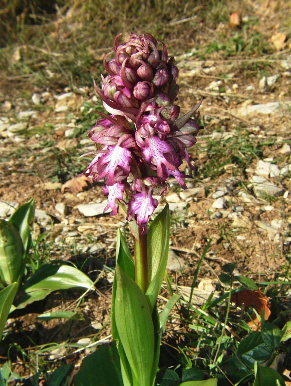 Un anno di fiori...